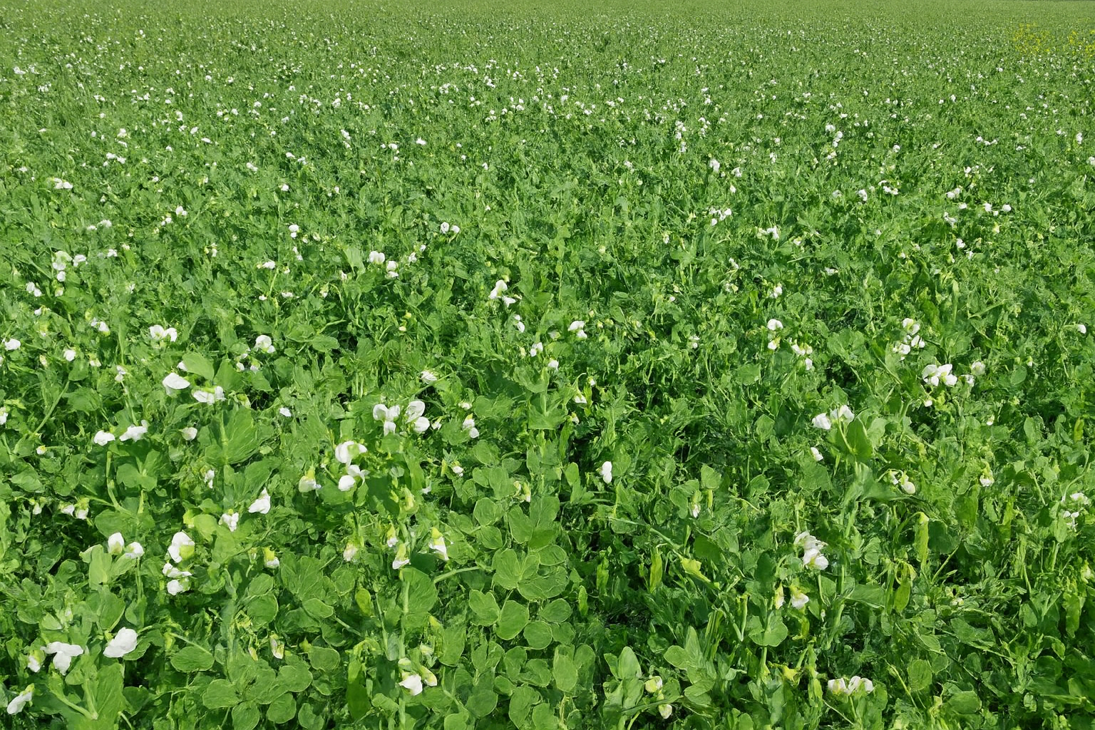 Грах Пролетен Сириус - image 2